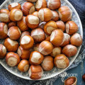 Wholesale Agriculture Products High Quality Hazelnuts